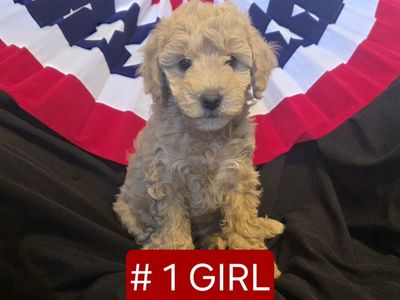 Mini Golden Aussiedoodles