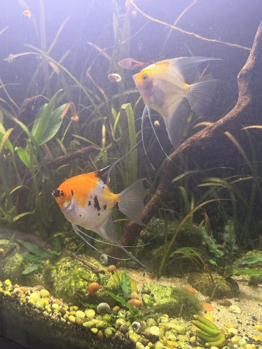 Angelfish Pair