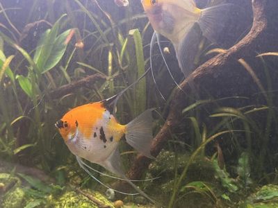Angelfish Pair