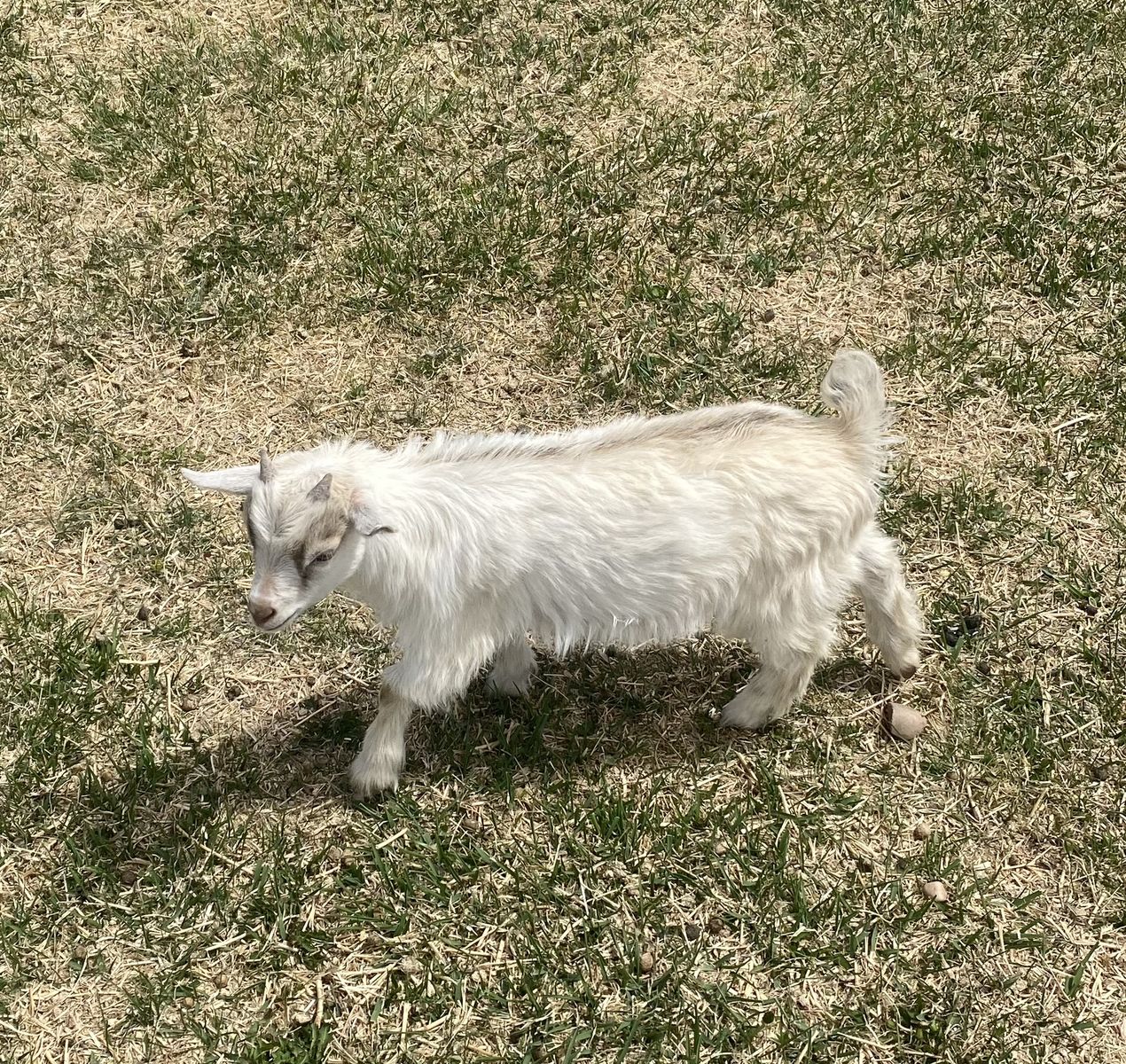 Nigerian Dwarf goats