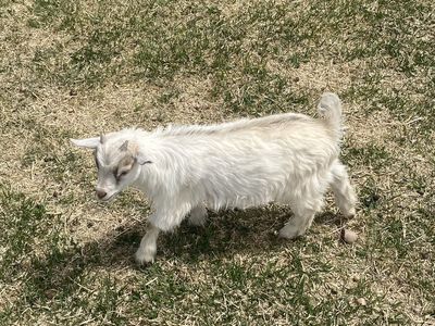 Nigerian Dwarf goats