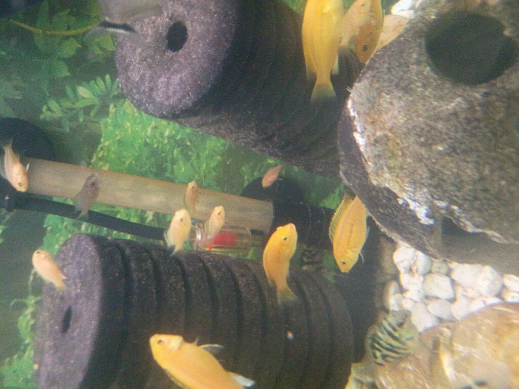 lemon yellow cichlid