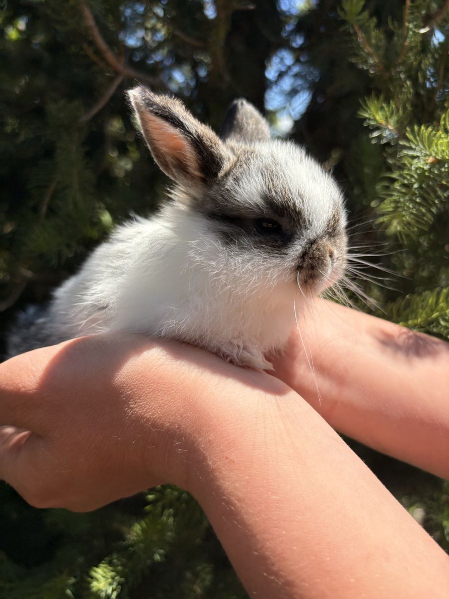 Mini Holland Lop—Utah delivery