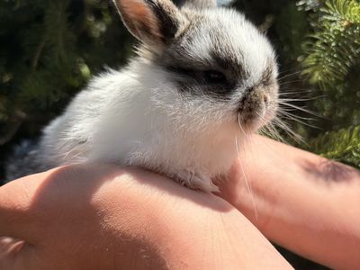 Mini Holland Lop—Utah delivery
