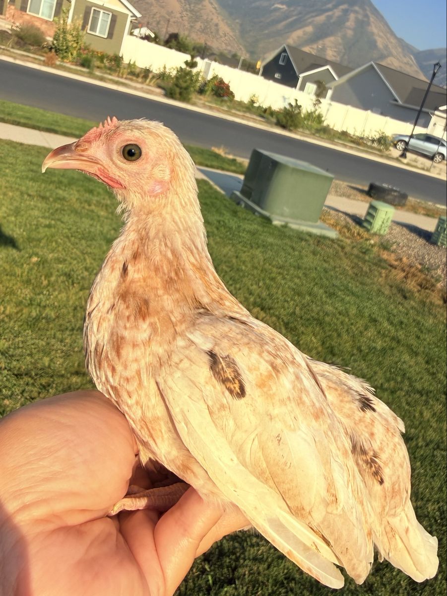 Old English Game Bantam Pullet