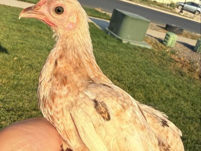 Old English Game Bantam Pullet