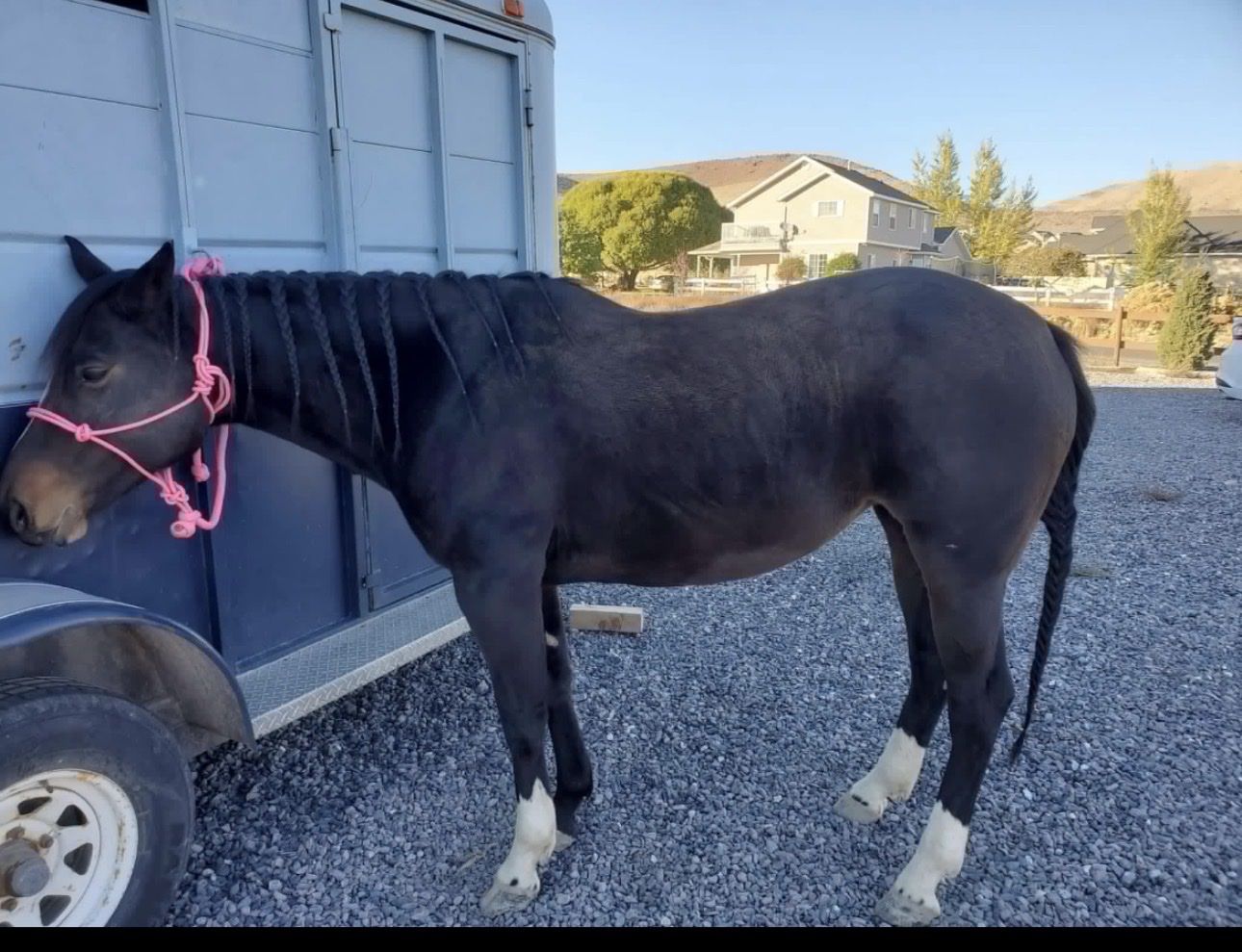 11 year old mare 