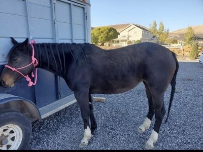 11 year old mare