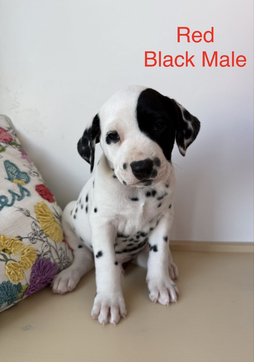 Adorable Dalmatian Puppies