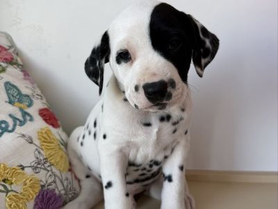 Adorable Dalmatian Puppies