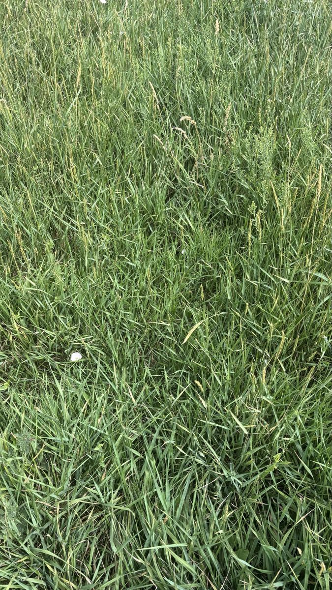 Grass Hay and Alfalfa Grass Mix Hay 