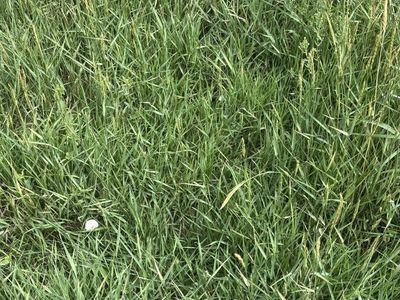 Grass Hay and Alfalfa Grass Mix Hay