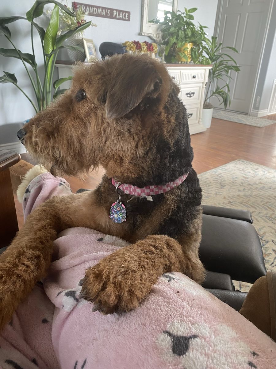Re-home beautiful female Airedale 