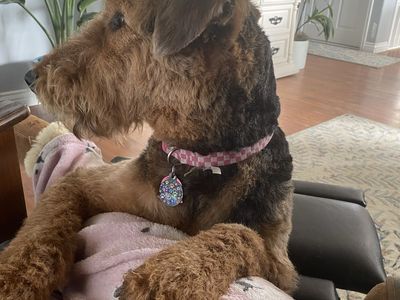Re-home beautiful female Airedale