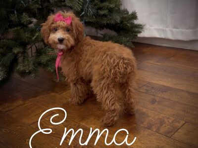 AKC red mini poodle girl