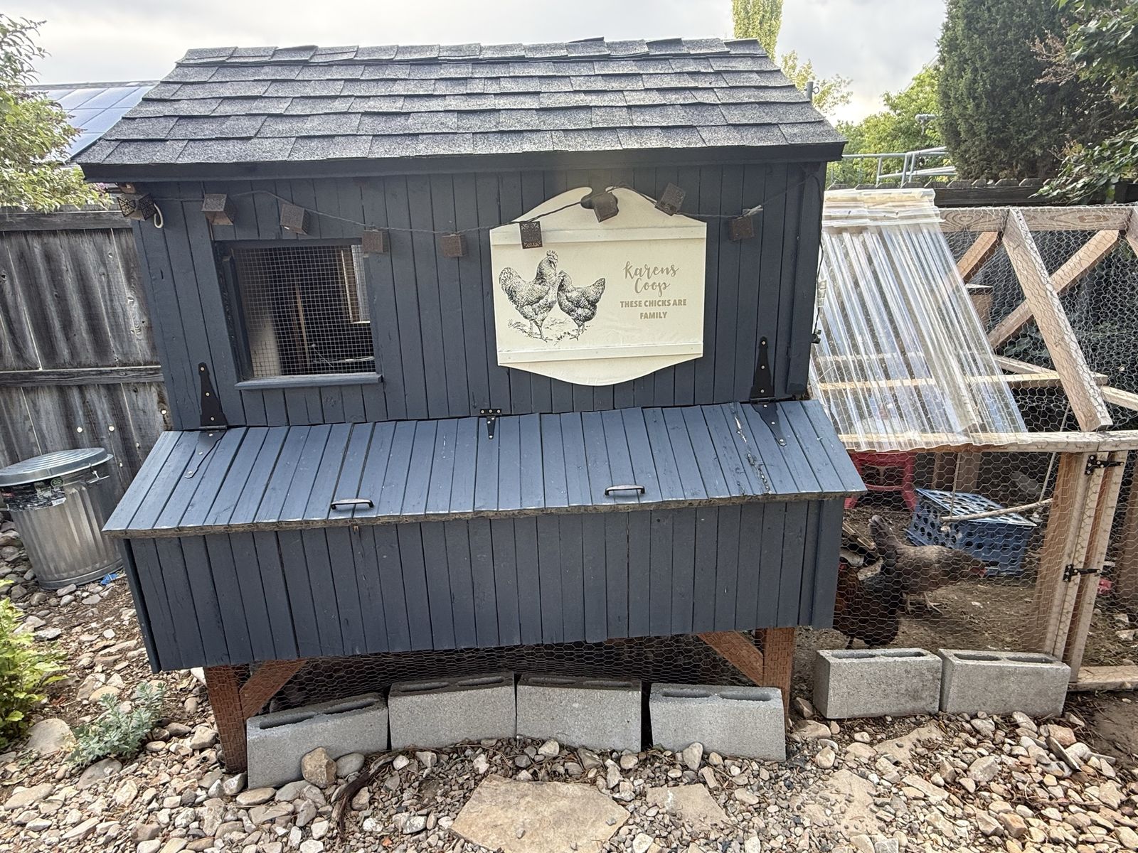 Complete Chicken Coop & Run with 5 Laying Hens, Feed, Waterers & Pine Shavings