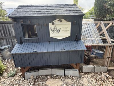 Complete Chicken Coop & Run with 5 Laying Hens, Feed, Waterers & Pine Shavings