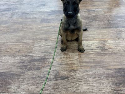 AKC Belgian Malinois