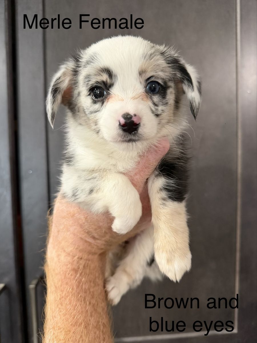 Cute Auggie Puppies (ready!)