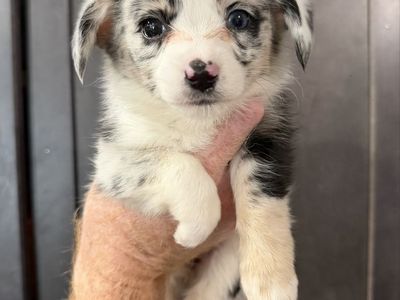Cute Auggie Puppies (ready!)