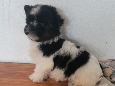 Adorable Tiny Parti Yorkie Puppy (Yorkshire Terrier)