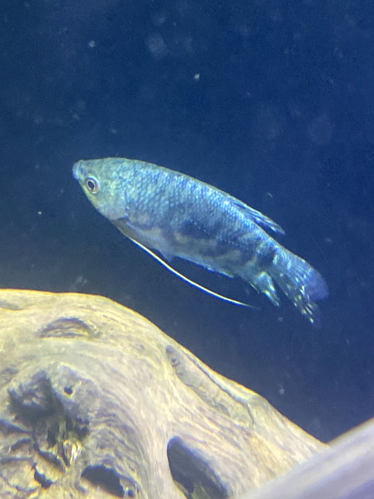 Gouramis