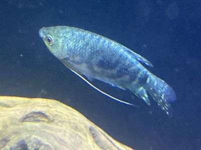 Gouramis