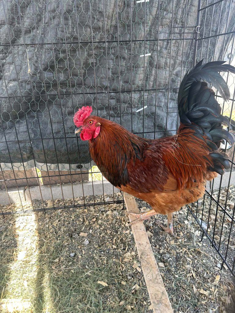 free rooster named pumpkin