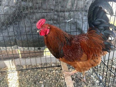 free rooster named pumpkin