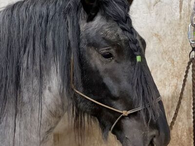Blue Roan Percheron Stallion Draft Service
