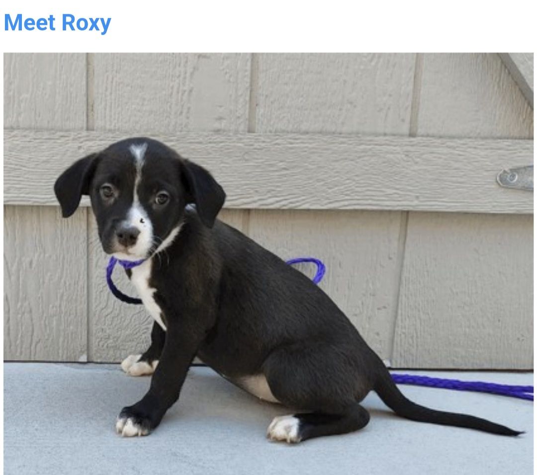 Roxy, 8 week old pit bull terrier mix