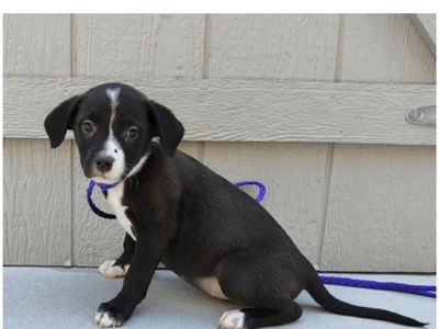 Roxy, 8 week old pit bull terrier mix