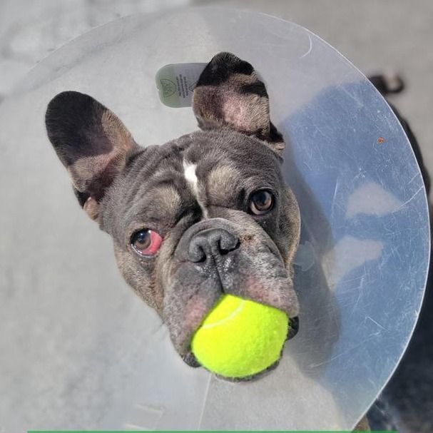 Hello my name is Stitch