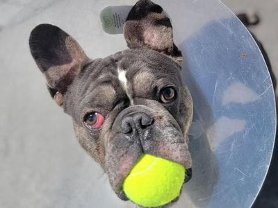 Hello my name is Stitch