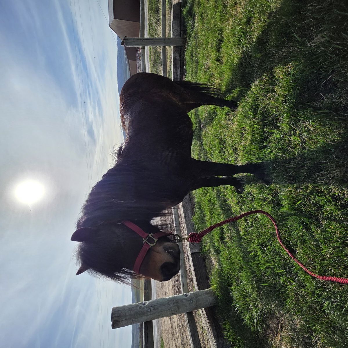 8yr old Amish gelding pony