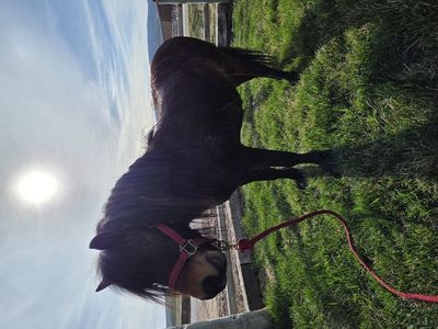 8yr old Amish gelding pony