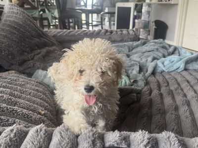 Mini golden doodle