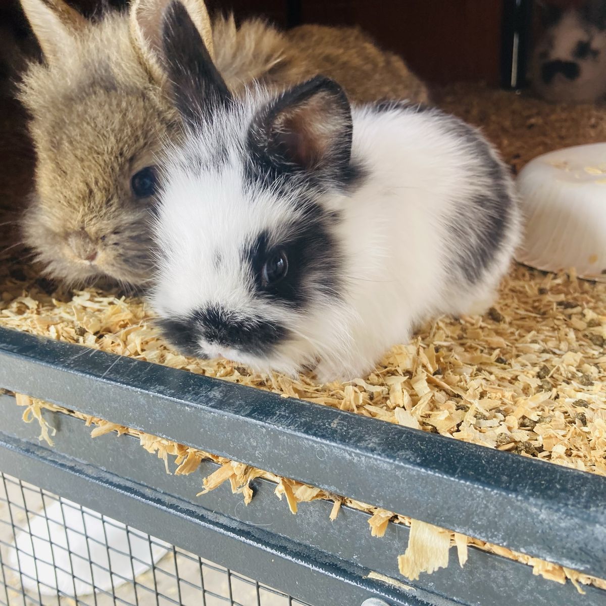 Bunny Rabbit Babies - Rabbits