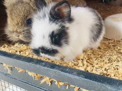 Bunny Rabbit Babies - Rabbits