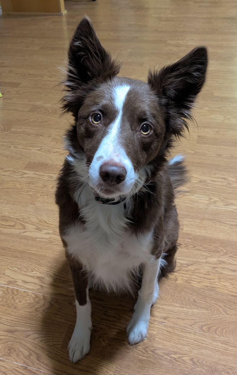 4 year old Border Collie for sale