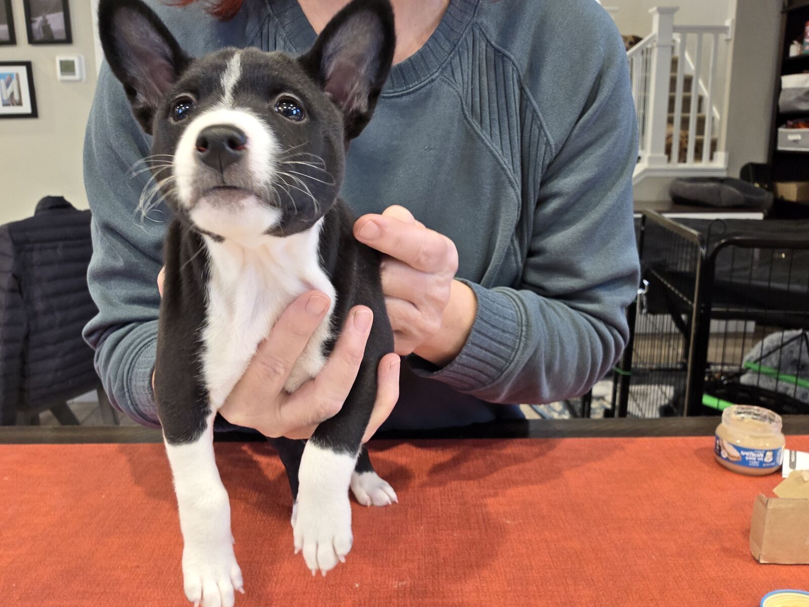 Elegant, Athletic and Exceptional: Black & White Basenji Puppies