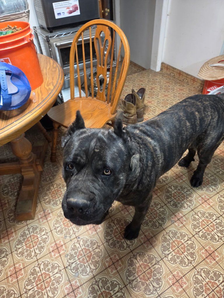 Cane Corso Pups