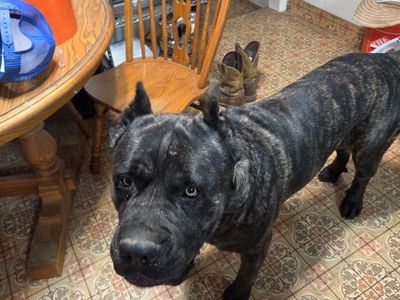 Cane Corso Pups