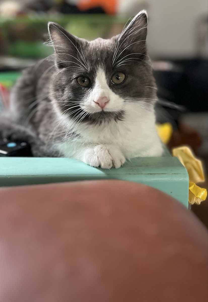 Hypoallergenic Siberian Russian Blue Mix Kittens!!