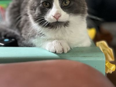 Hypoallergenic Siberian Russian Blue Mix Kittens!!