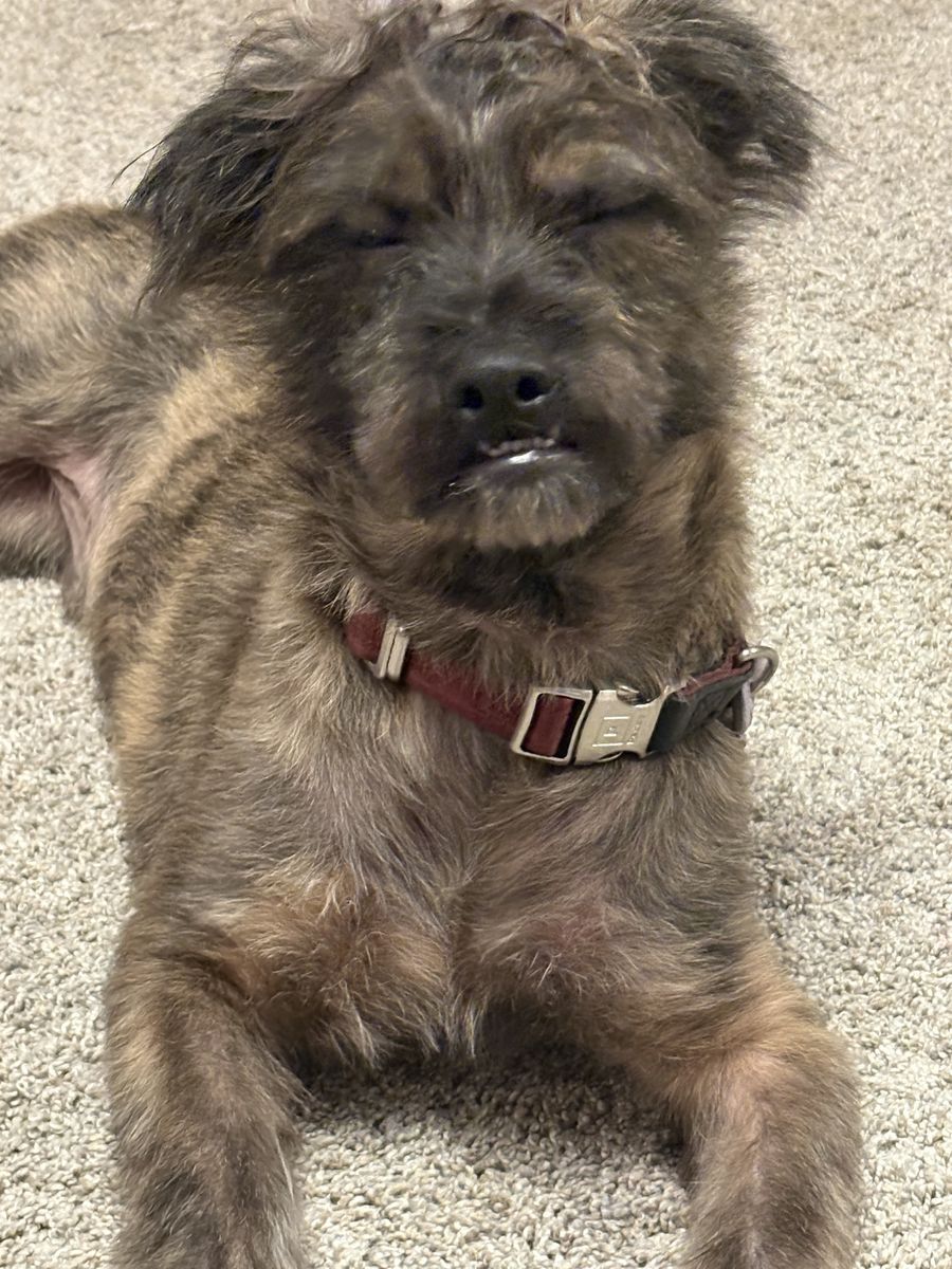 Dog with health issues