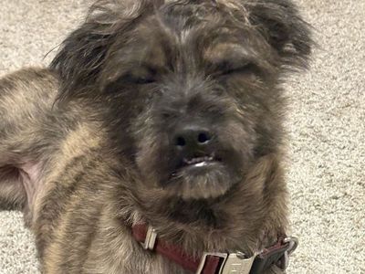 Dog with health issues