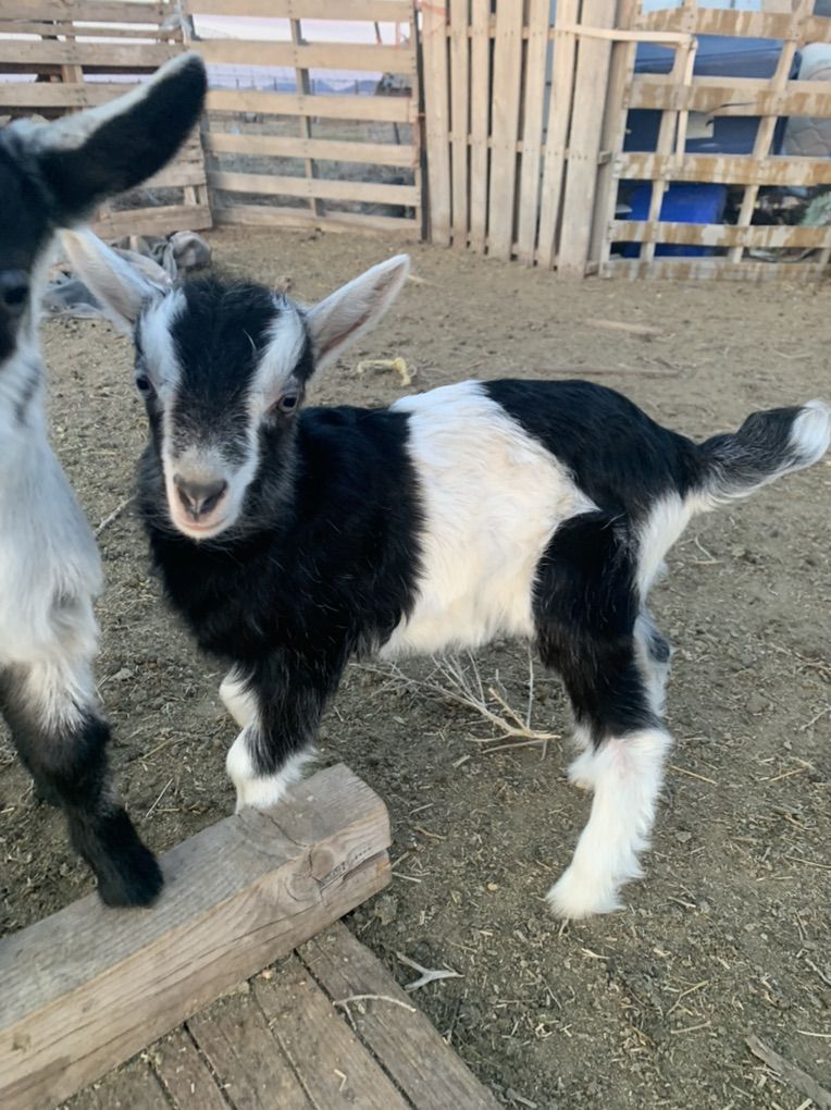 Alpine goat Bottle Baby