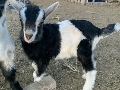 Alpine goat Bottle Baby