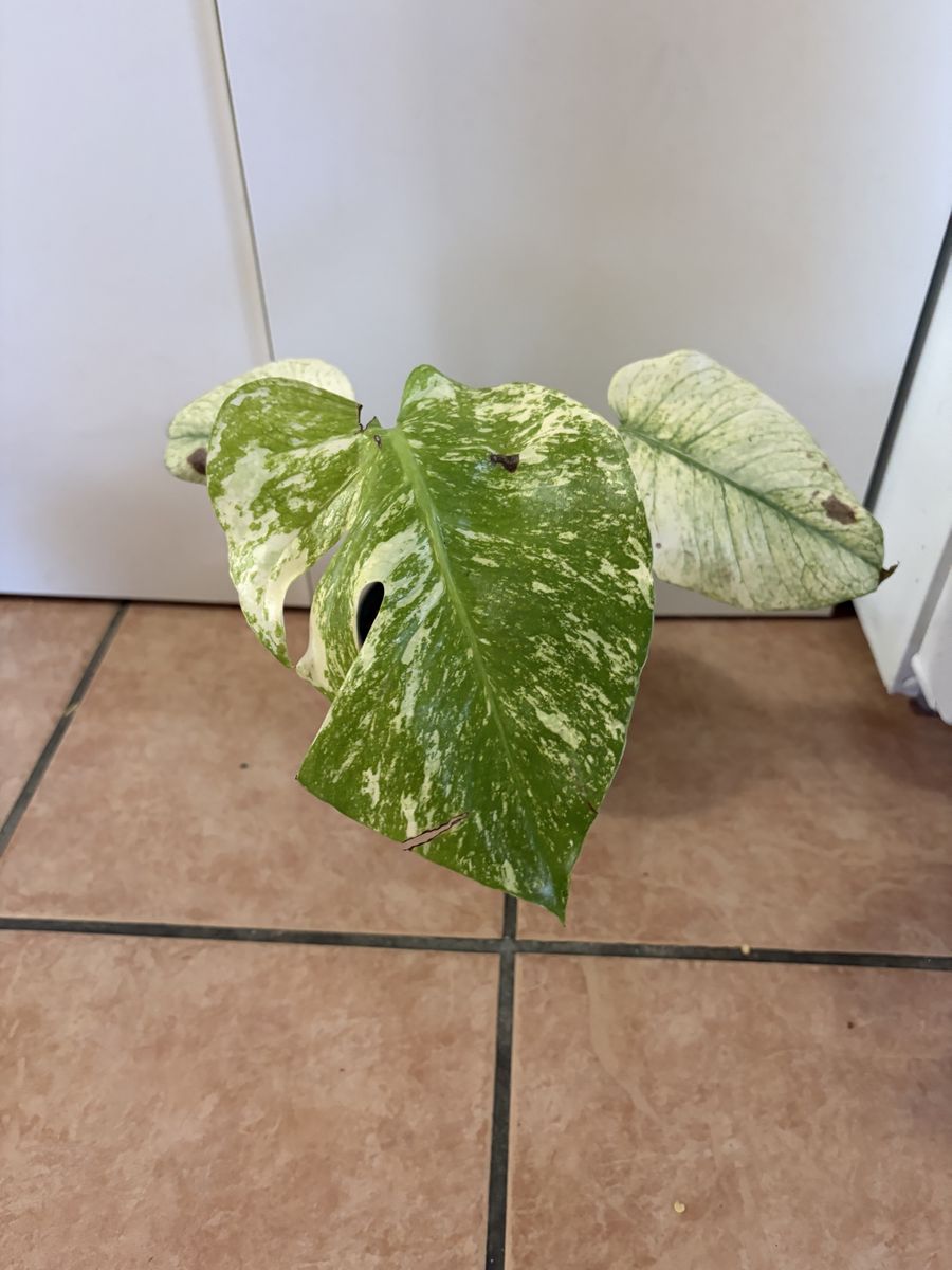 Monstera Mint 6” pot